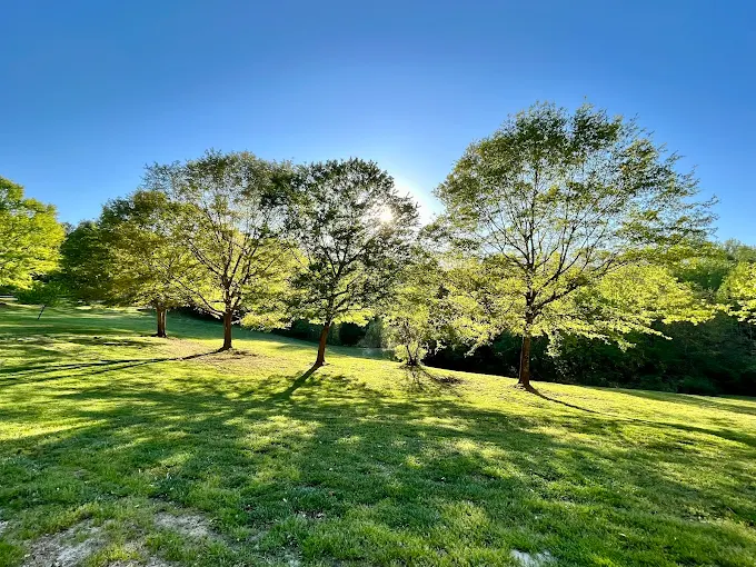 pea field view