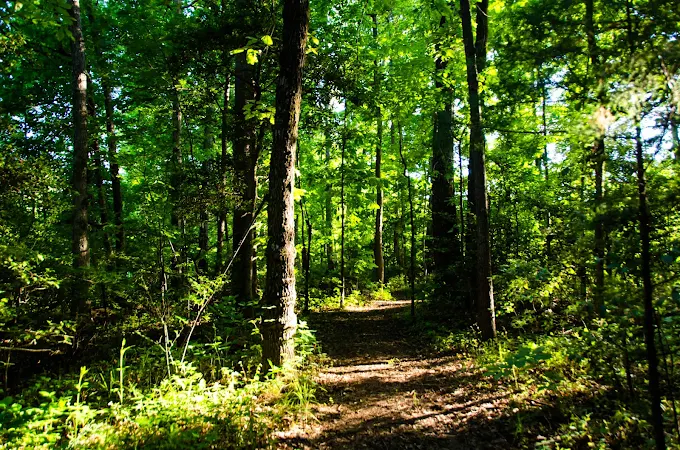 trail view